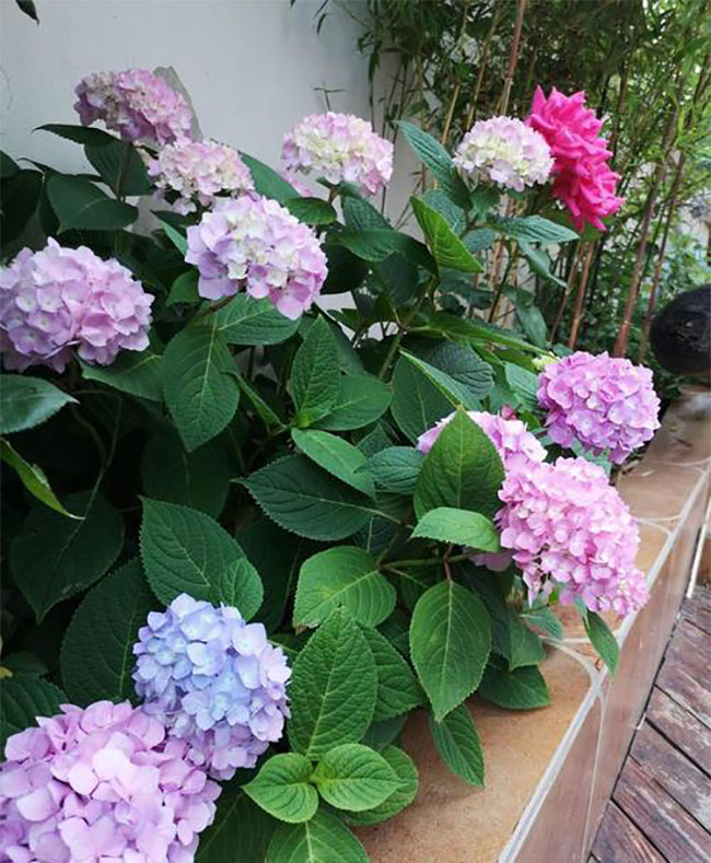 绣球花