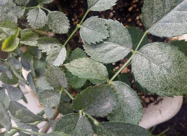 月季红蜘蛛怎么防治？