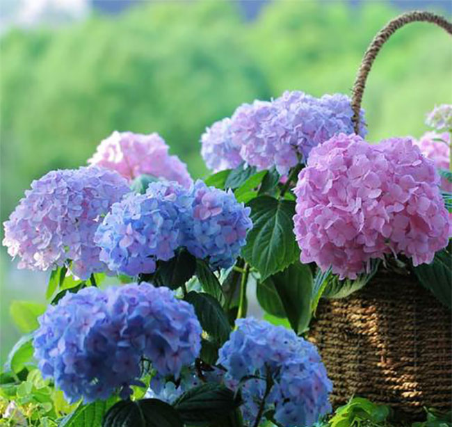 绣球花