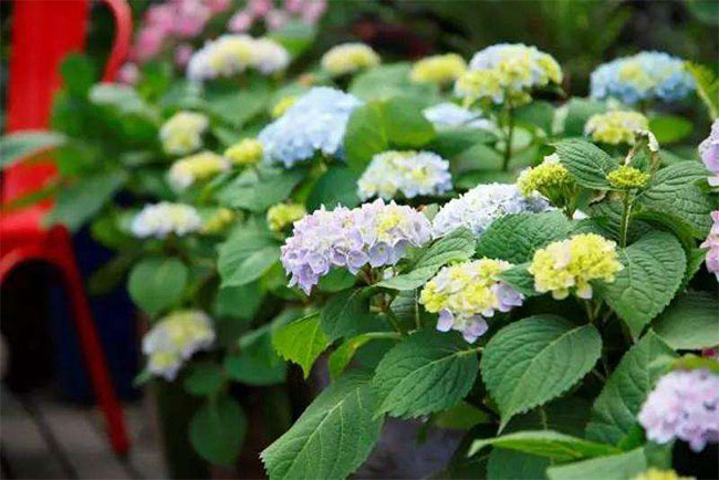 绣球花