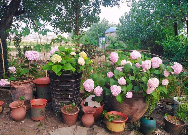 绣球花