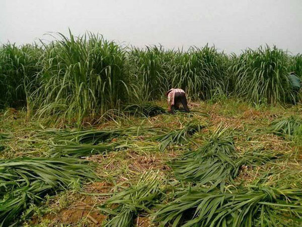 北方种植什么牧草好？适合北方种植的牧草品种
