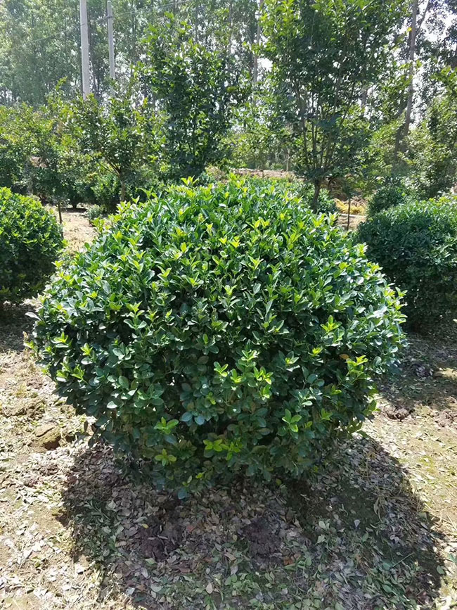 黄杨小树苗怎么种植?黄杨树栽种方法