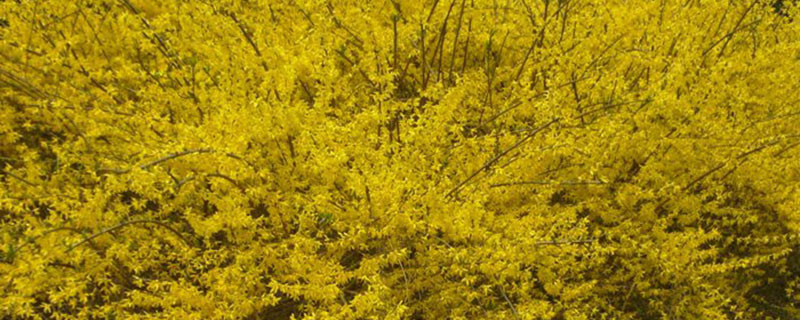 商洛市花是什么花