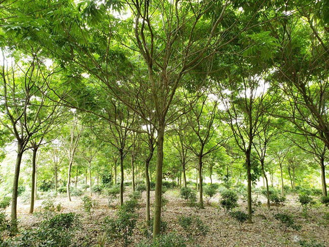 栾树的产地是哪儿?栾树介绍栾树的特点