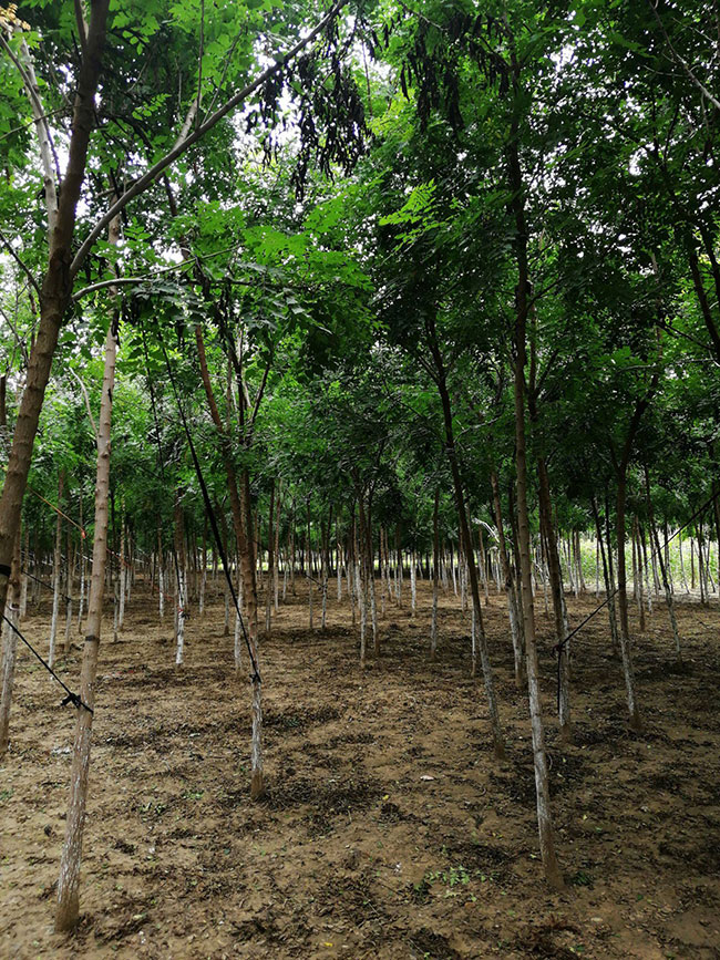 栾树的产地是哪儿?栾树介绍栾树的特点