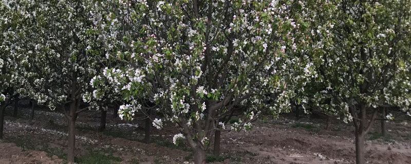 宝鸡市花是什么花