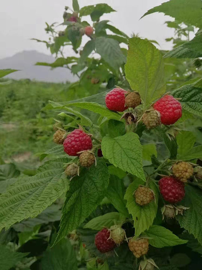 树莓产地在中国哪里?树莓适合在哪里种植?