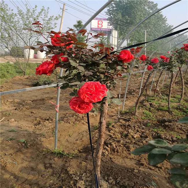 月季花的产地是哪里?哪个地方产的月季花好?