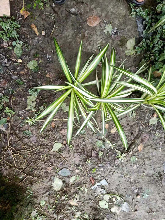 吊兰的产地是哪里?绿色植物吊兰的简介
