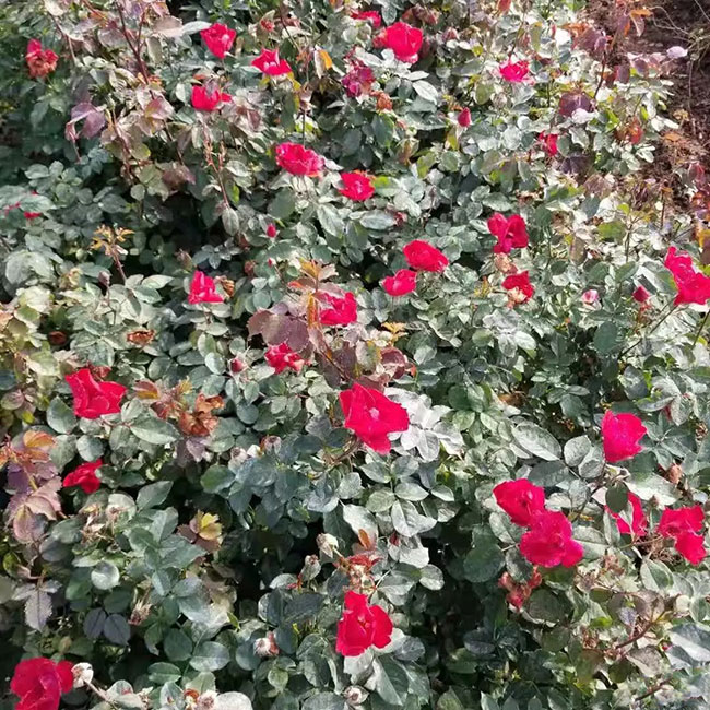 月季花的产地是哪里?哪个地方产的月季花好?