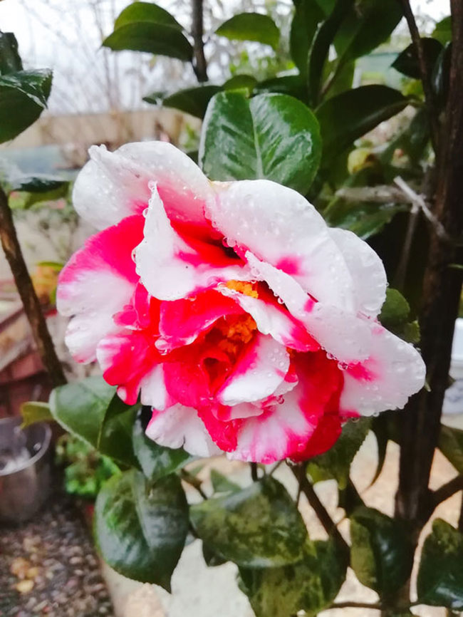 茶花