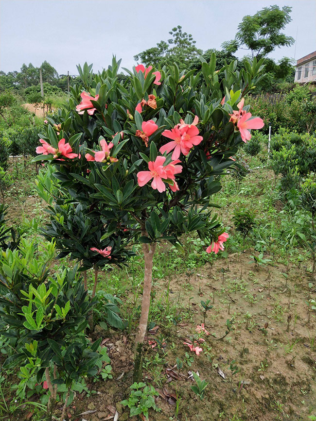 茶花