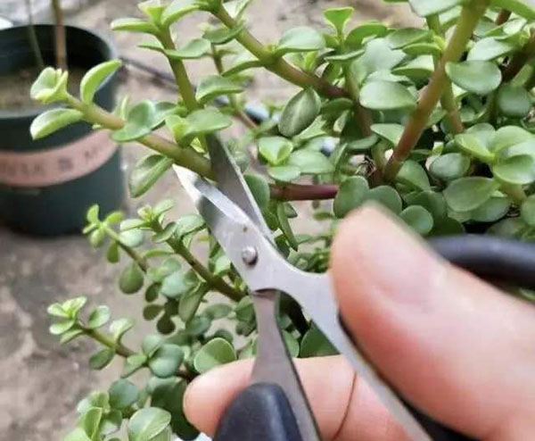 金枝玉叶剪枝
