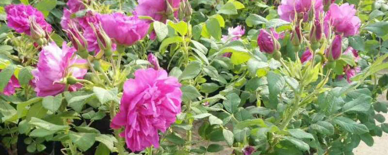 渭南市花是什么花