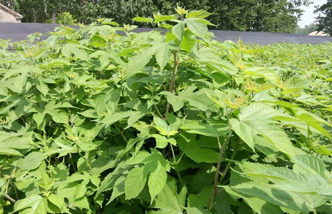 构树耐寒多少度？构树适合北方种植吗？