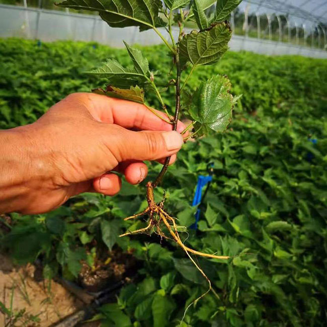 构树耐寒多少度？构树适合北方种植吗？