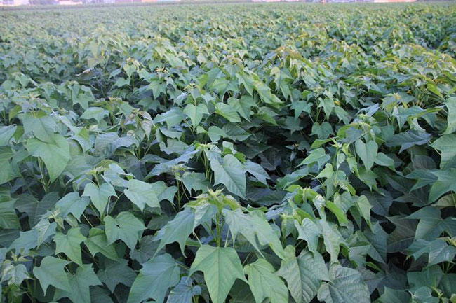 楸树什么时候种植?一亩种植多少株楸树?