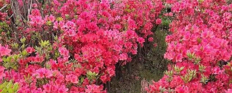 曲靖市花是什么花