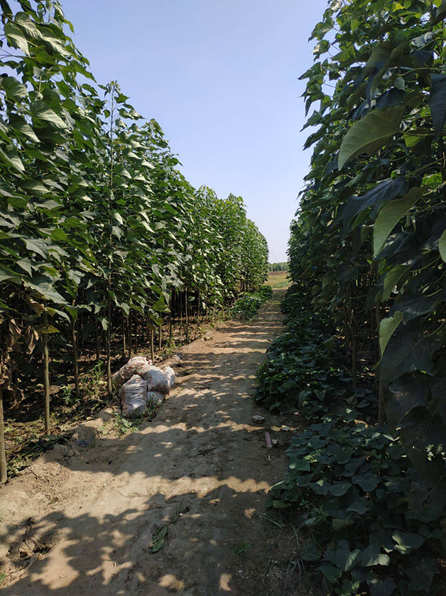 楸树什么时候种植?一亩种植多少株楸树?