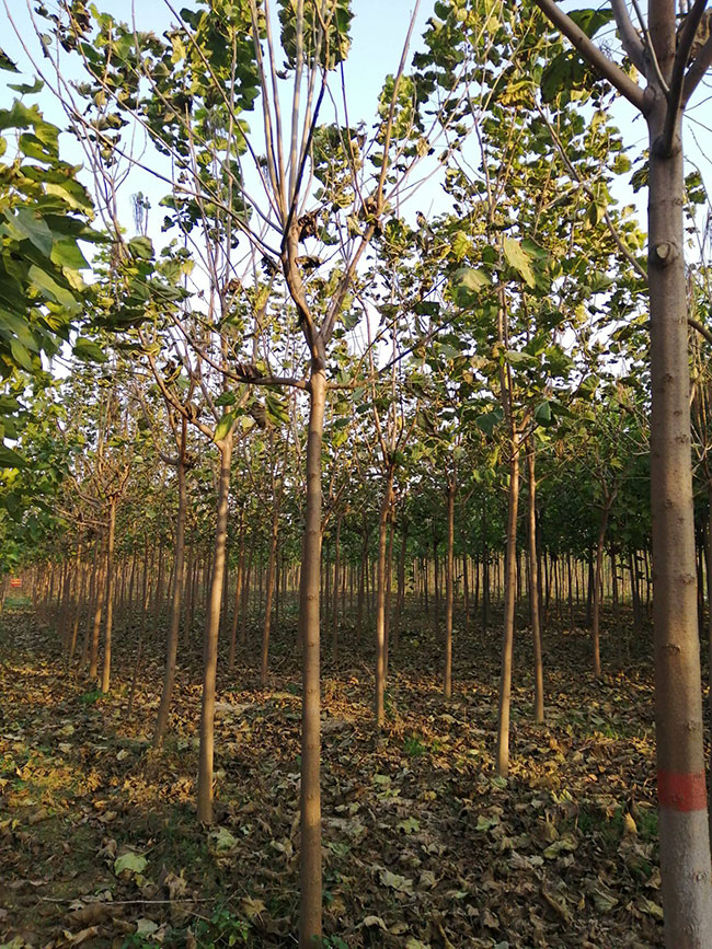 楸树什么时候种植?一亩种植多少株楸树?
