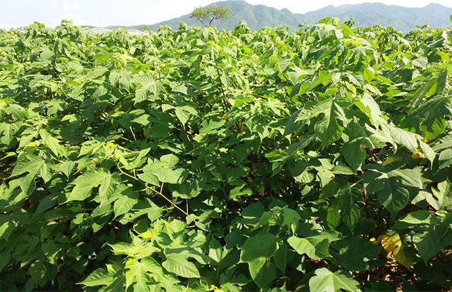 构树如何种植?构树种植技术