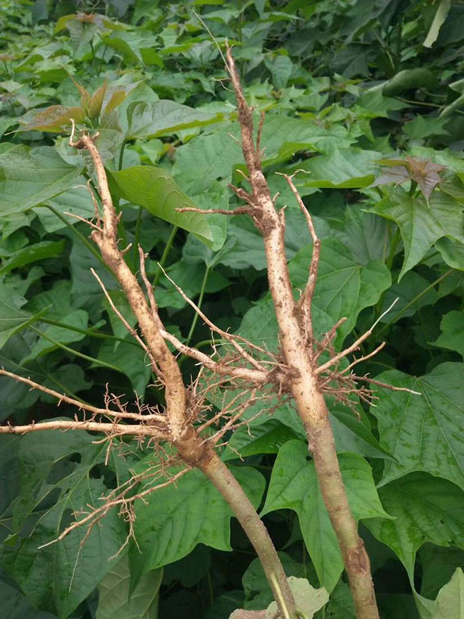 楸树什么时候种植?一亩种植多少株楸树?