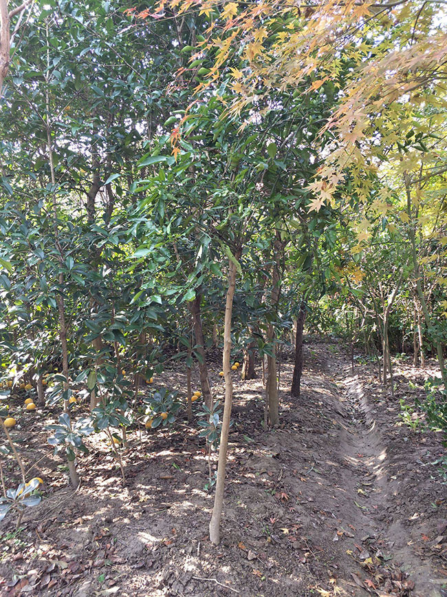 香橼树的产地在哪里?香橼树的种植方法