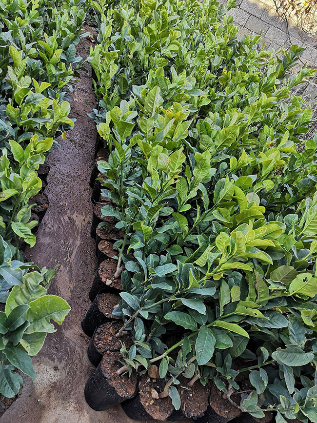 香橼树的产地在哪里?香橼树的种植方法