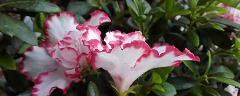 毕节市花是什么花 毕节市花是什么花