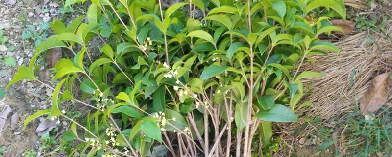 安顺市花是什么花