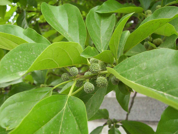 柘树种植前景怎么样？柘树的繁殖方法及时间