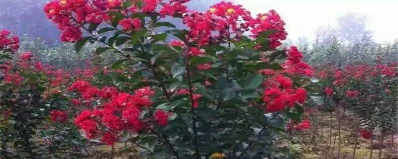 铜仁市花是什么花 铜仁市花是什么花
