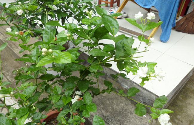 茉莉