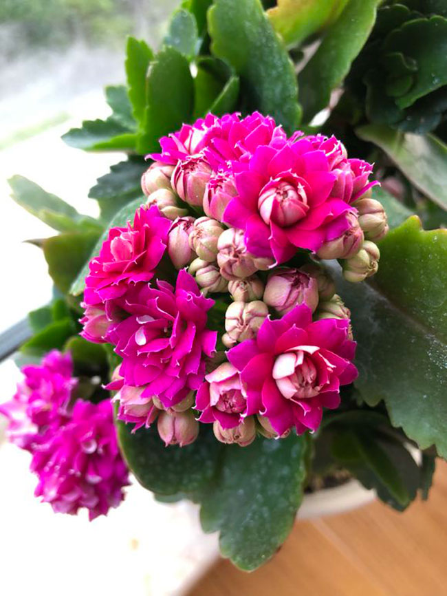 长寿花