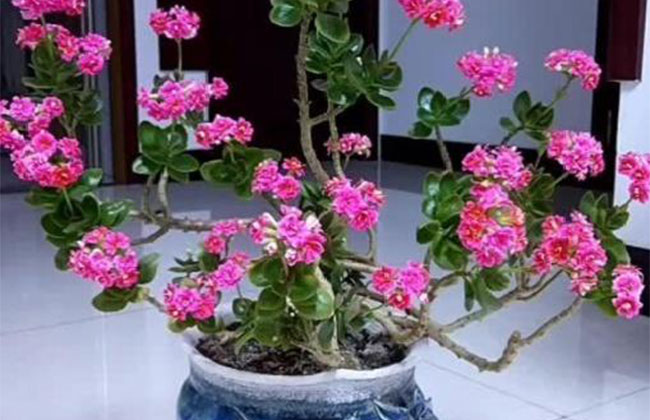 长寿花