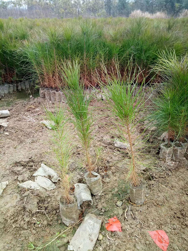 湿地松每亩种植多少棵?湿地松的种植距离