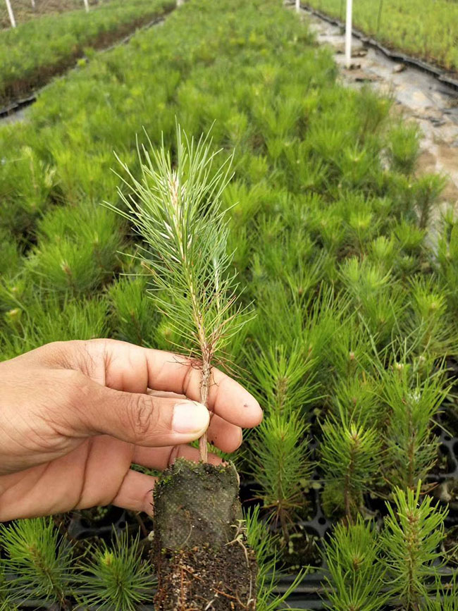 湿地松每亩种植多少棵?湿地松的种植距离