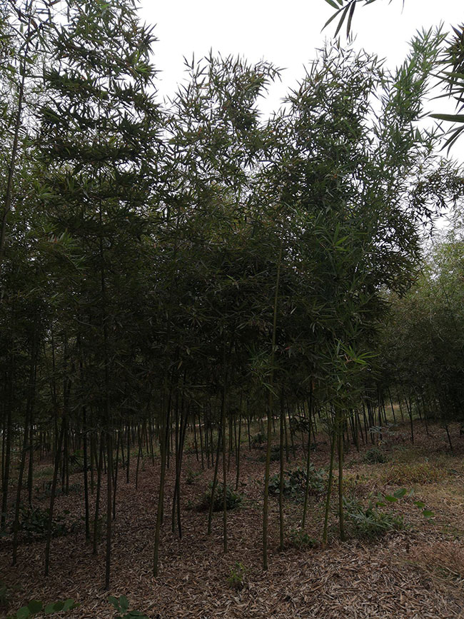 雷竹一亩种植多少棵?雷竹高产栽培技术