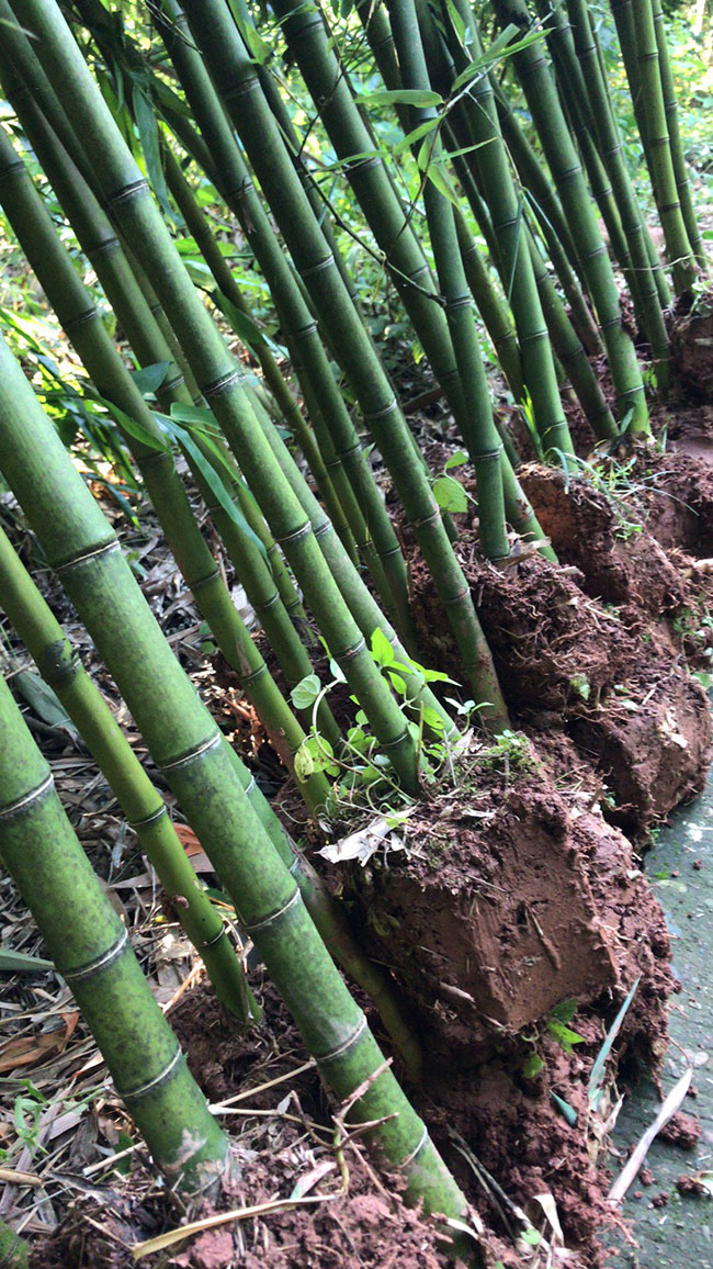雷竹一亩种植多少棵?雷竹高产栽培技术