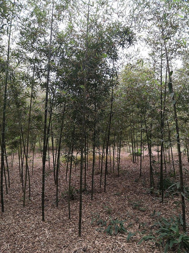 雷竹一亩种植多少棵?雷竹高产栽培技术