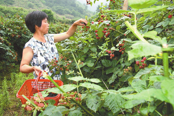 树莓
