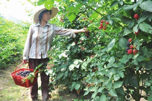 树莓