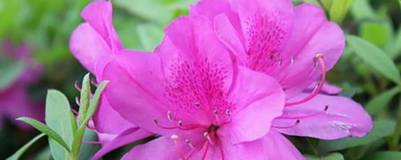 眉山市花是什么花