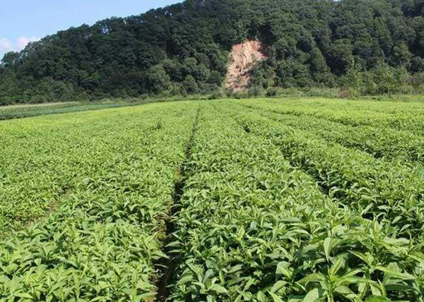 返魂草种植基地
