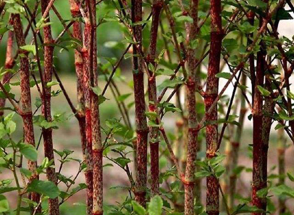 虎杖种植前景怎么样？种植虎杖效益分析