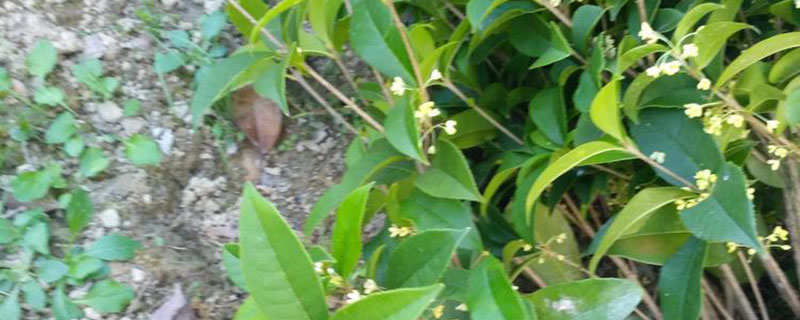 广安市花是什么花