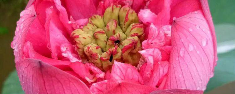 遂宁市花是什么花