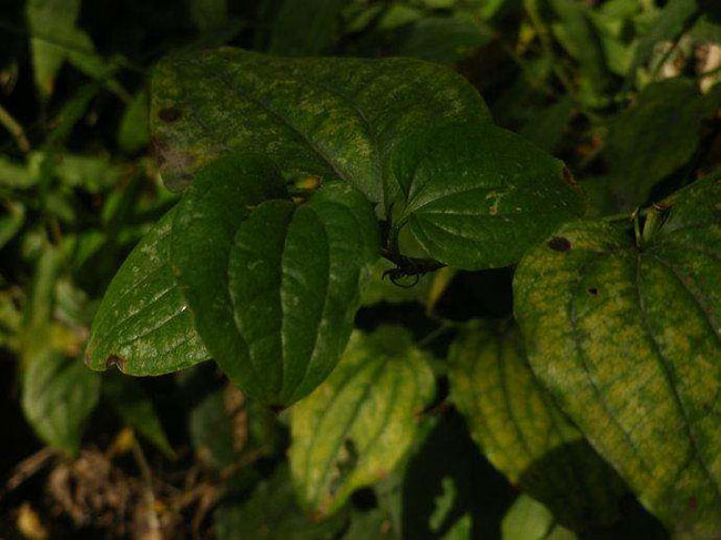 菝葜在哪里有种植?菝葜种植技术
