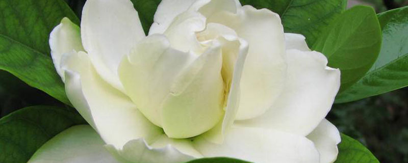内江市花是什么花